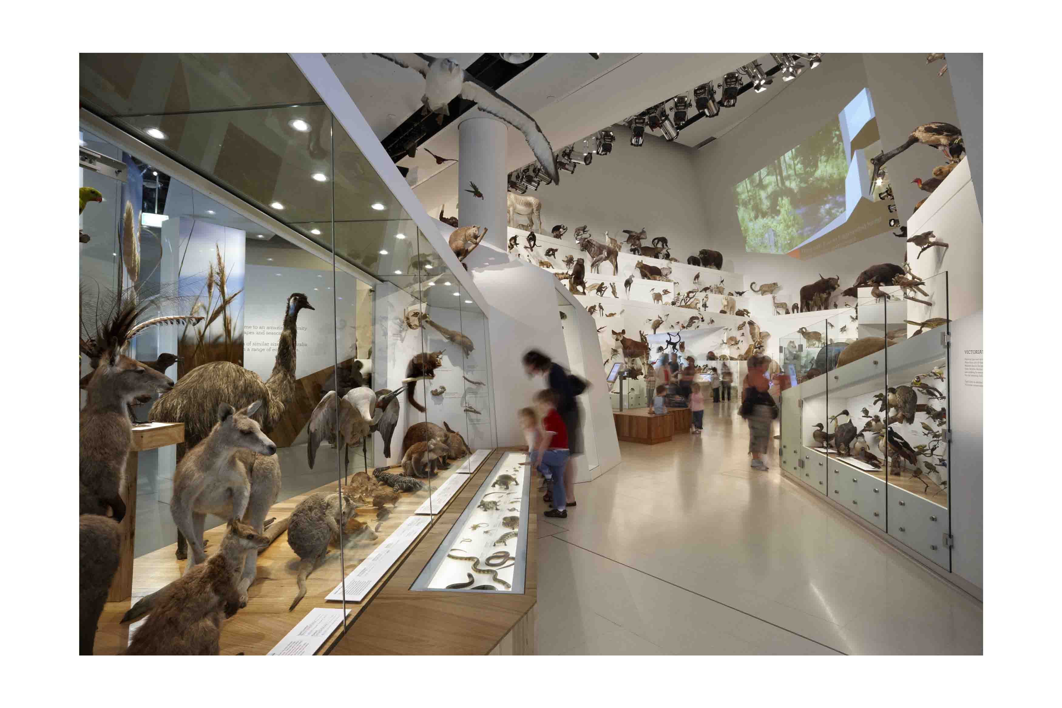 Melbourne Museum: A World of Museum Experiences at Home